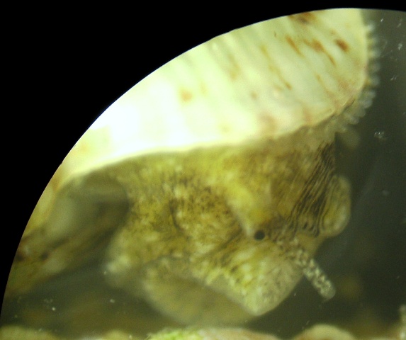 Cerithium lividulum